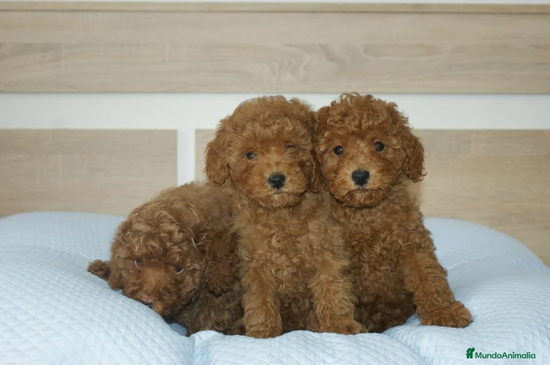 Caniche Toy perros en venta: CACHORROS DE CANICHE TOY ROJO - Anuncio 2