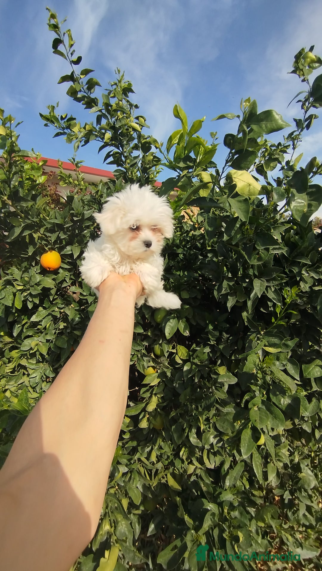 Bichón Maltés perros en venta: Bichón maltés toy  - Anuncio 2