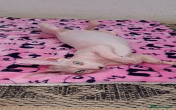Sphynx gatos en venta: Preciosa camada lista para entregar  - Imagen 13