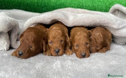 Caniche Toy perros en venta: Caniches Toy  - Imagen 2
