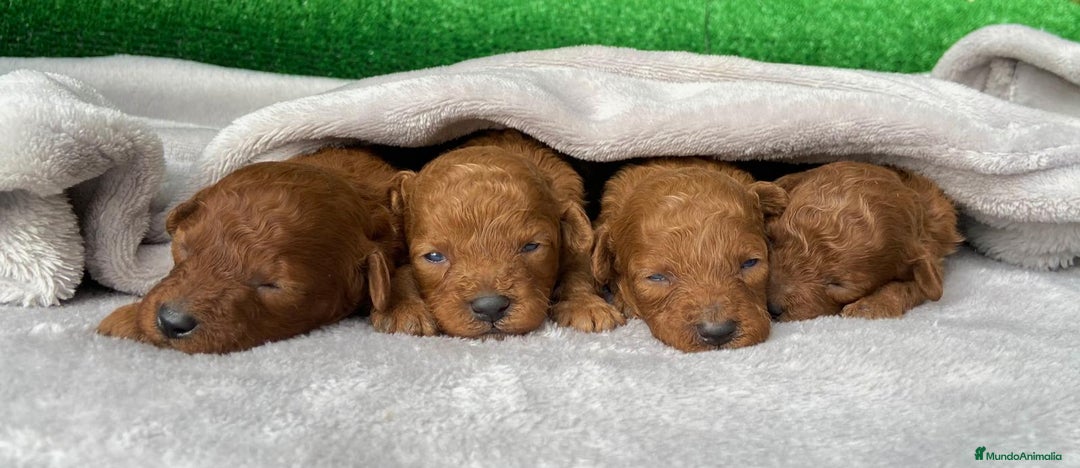 Caniche Toy perros en venta: Caniches Toy  - Imagen 2