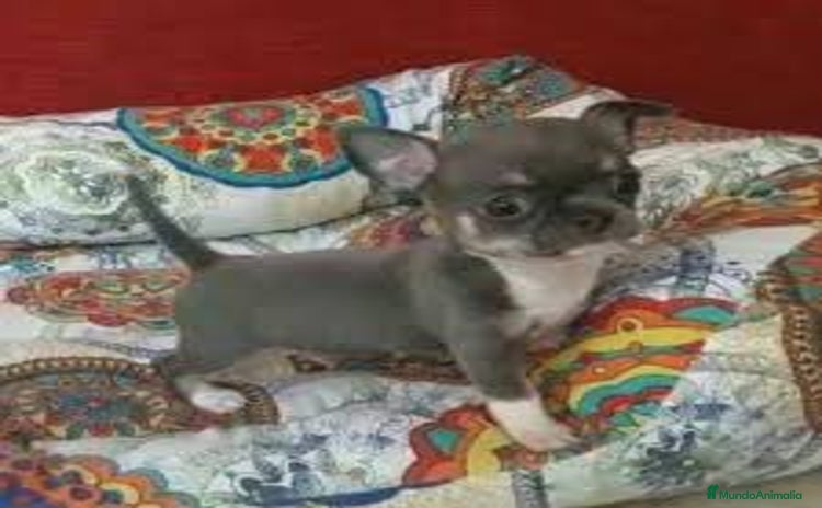 Chihuahua perros - Propaganda 2