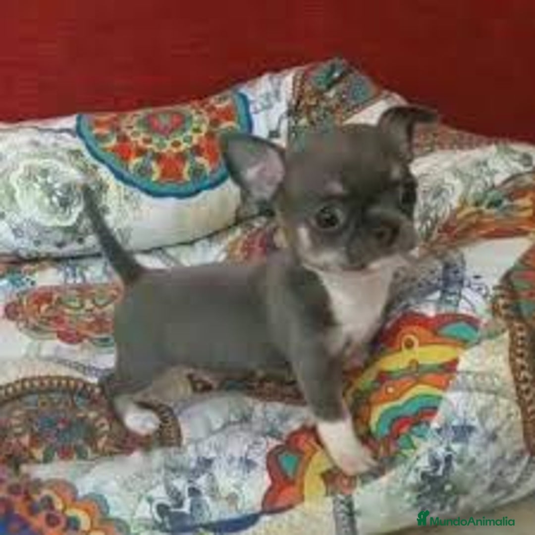 Chihuahua perros en venta: chihuahua toy exotico - Imagen 1
