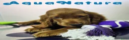 Cocker Spaniel Inglés perros en venta: Cocker Spaniel Hembra - Anuncio 3