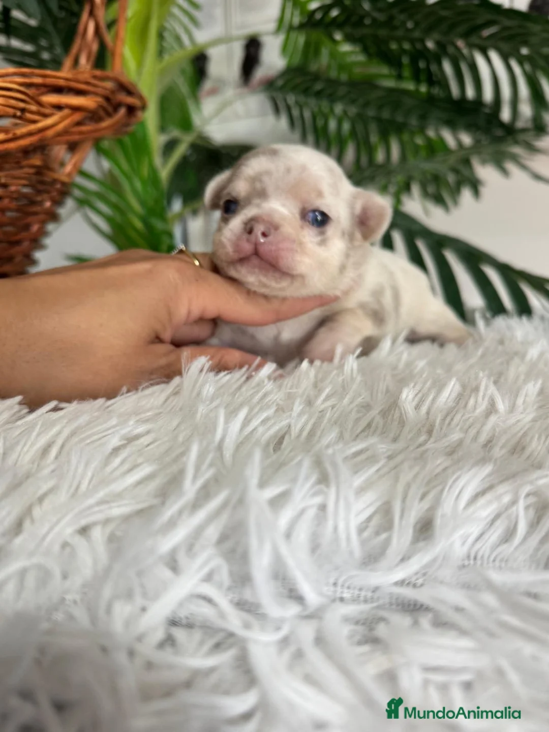 Chihuahua perros en venta: CHIHUAHUA MACHO - Anuncio 13