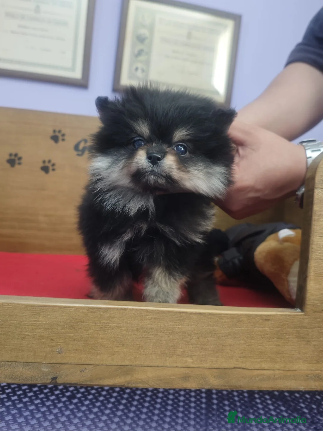 Pomerania perros en venta: POMERANIA LULU hembra ROJA y macho NEGRO/FUEGO - Anuncio 10