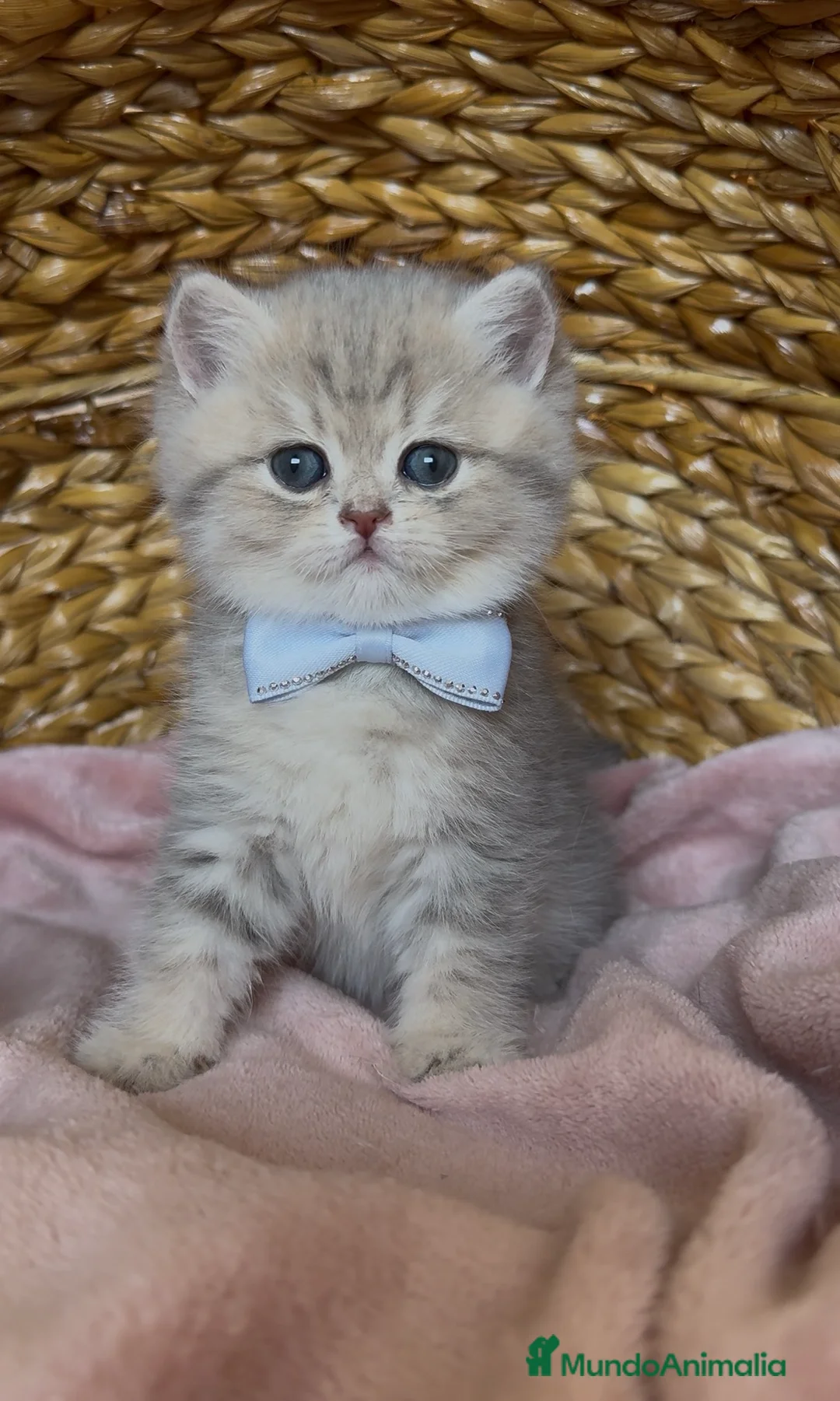 Británico de Pelo Corto gatos en venta: Camada G(2)🩵 Gael y Gino South Teddy 🩵 - Anuncio 3