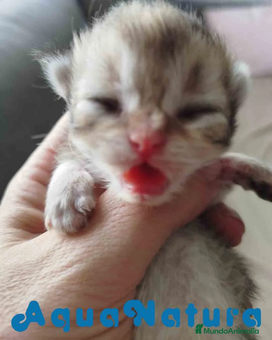 Británico de Pelo Largo gatos en venta: British Longhair Hembra AQUANATURA - Anuncio 5