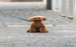 Caniche Toy perros en venta: Caniche toy hembra - Imagen 2