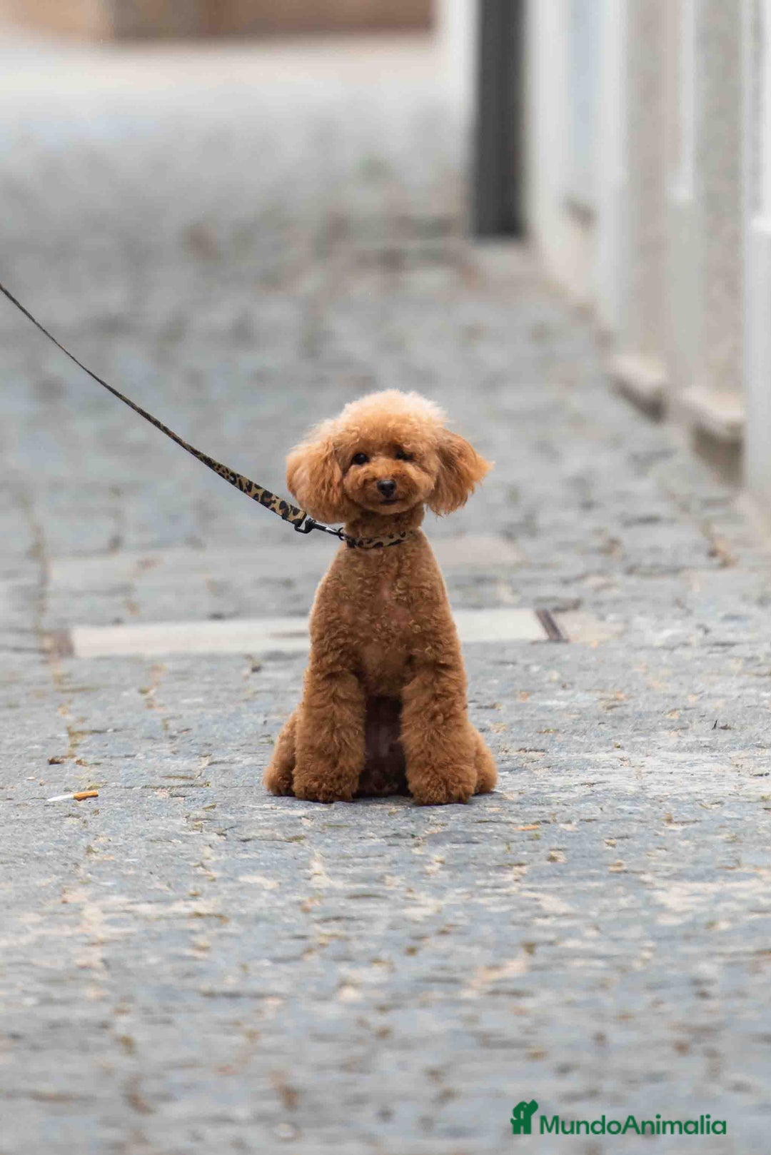 Caniche Toy perros en venta: Caniche toy hembra - Imagen 2