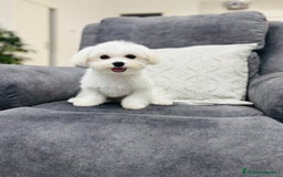 Bichón Maltés perros en venta: Cachorrito de bichon maltés de calidad - Imagen 1