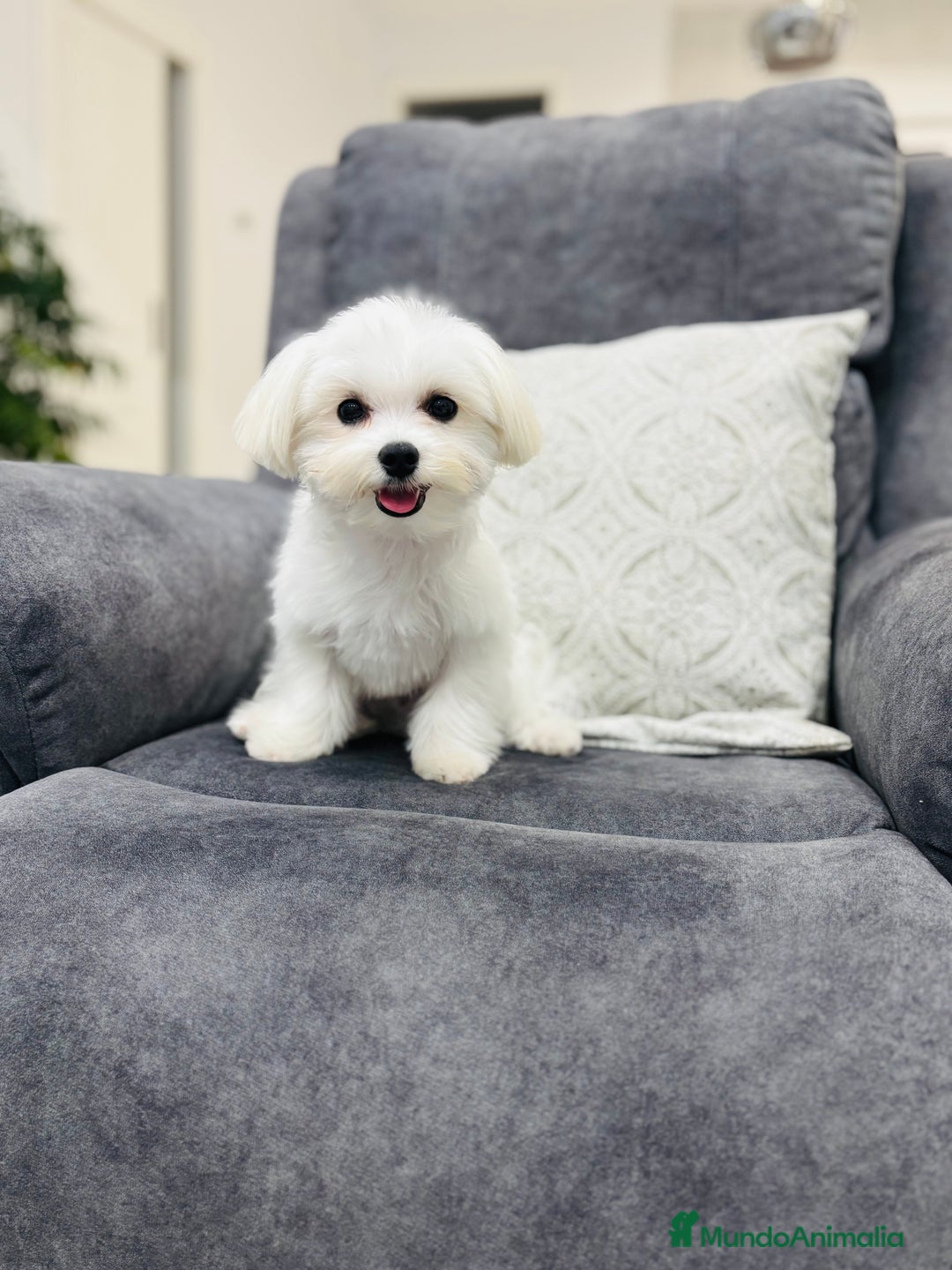 Bichón Maltés perros en venta: Cachorrito de bichon maltés de calidad - Imagen 1