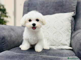 Bichón Maltés perros - Anuncio 2