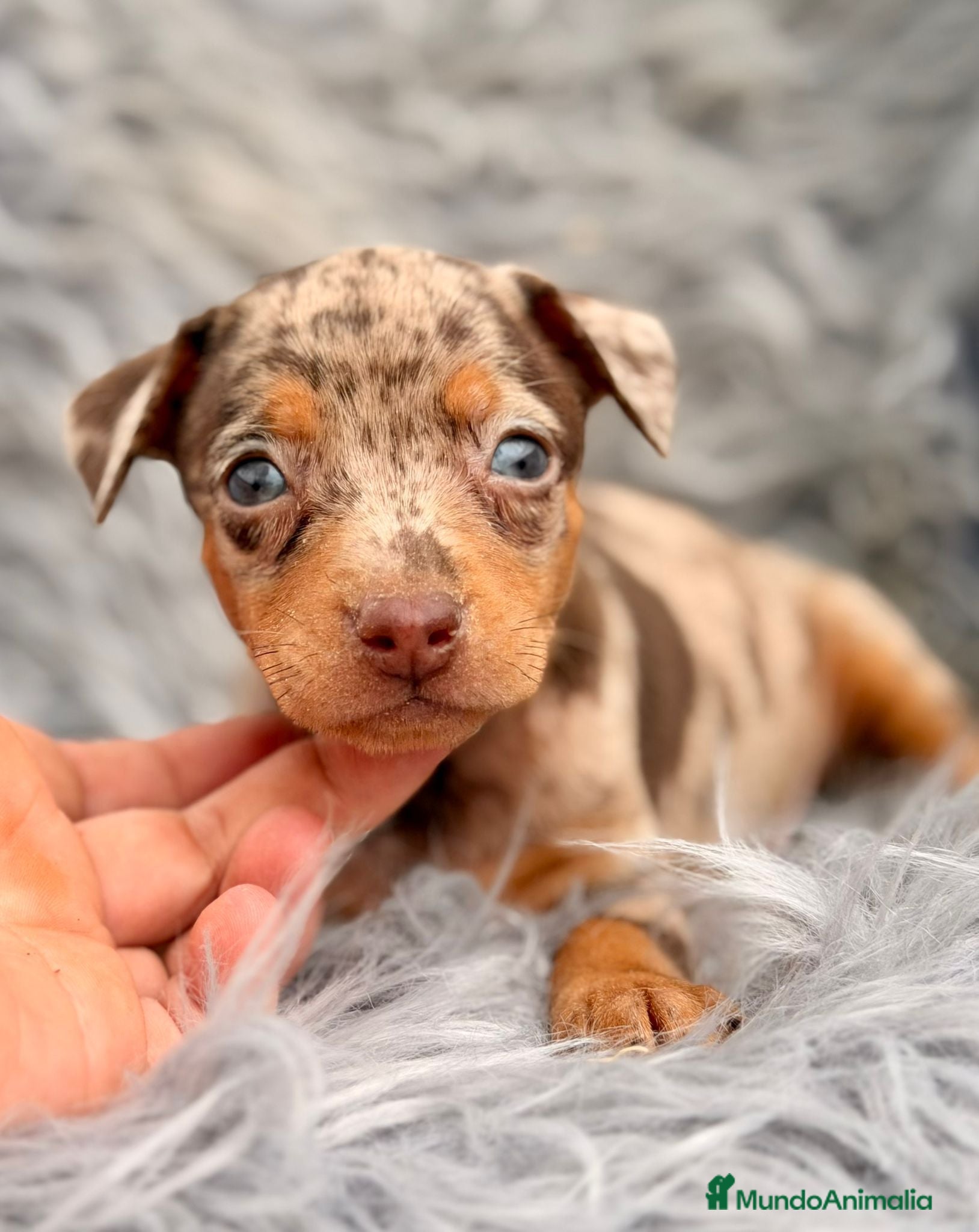 Pinscher Miniatura perros MINI PINCHER MERLÉ  - Anuncio 4