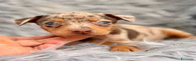 Pinscher Miniatura 1