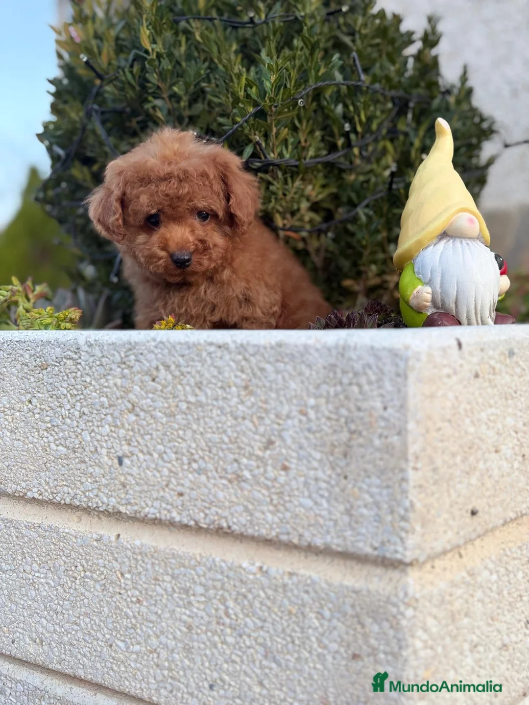 Caniche Toy perros en venta: Caniche Toy entrega en abril !!! - Anuncio 2