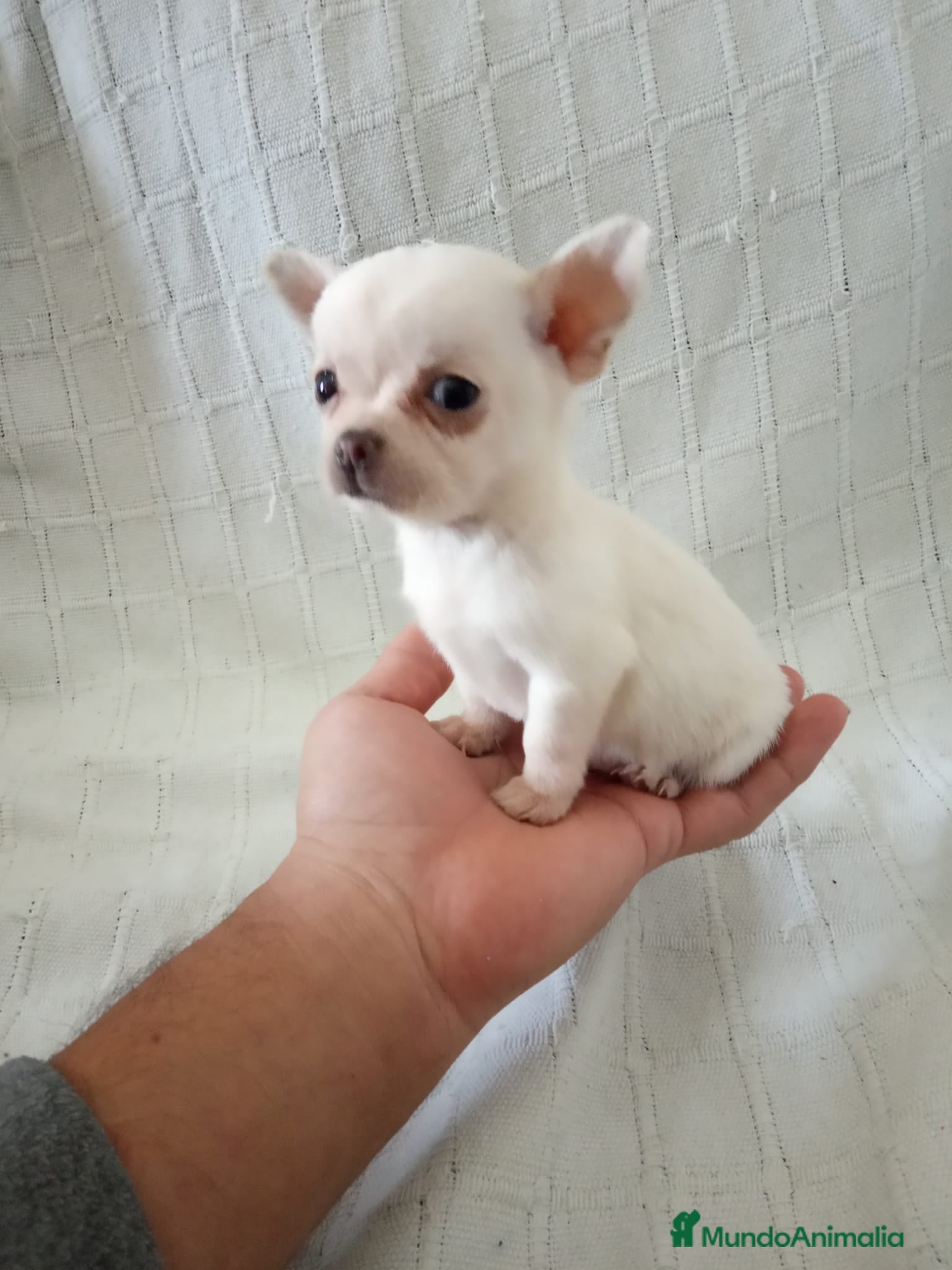 Chihuahua Cachorro 7