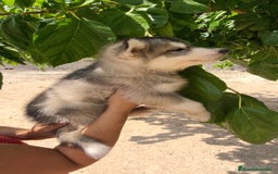 Husky Siberiano perros en venta: Husky siberiano ♀️♂️ - Imagen 5