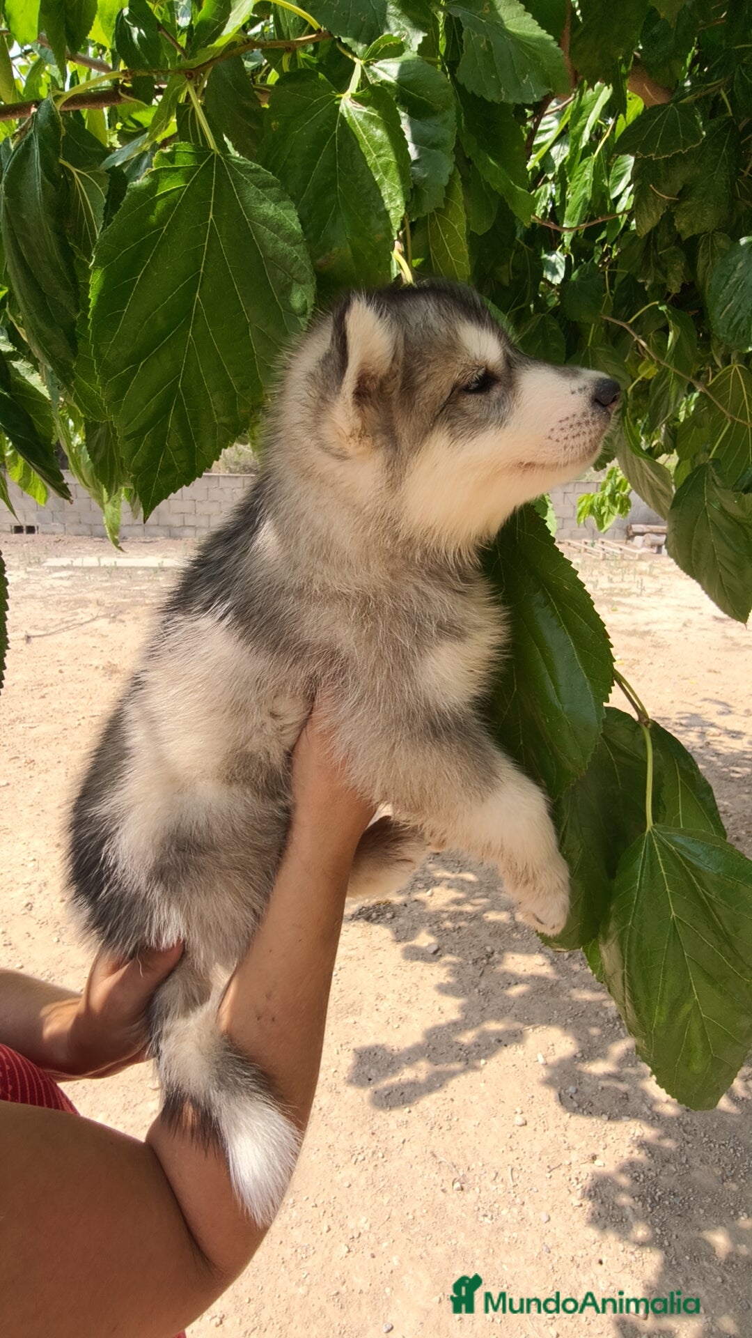 Husky Siberiano perros en venta: Husky siberiano ♀️♂️ - Imagen 5