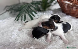 Yorkshire Terrier perros en venta: YORKSHIRE BIEWER HEMBRAS - Anuncio 23