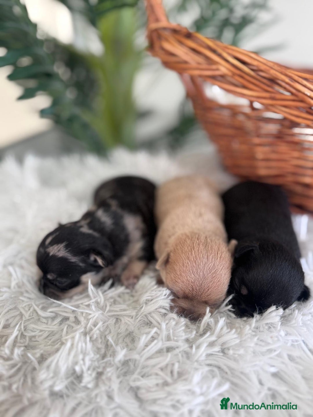 Chihuahua perros en venta: CHIHUAHUA - Imagen 3