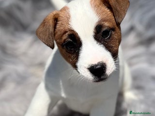 Jack Russell Terrier perros en Barcelona - Anuncio 10