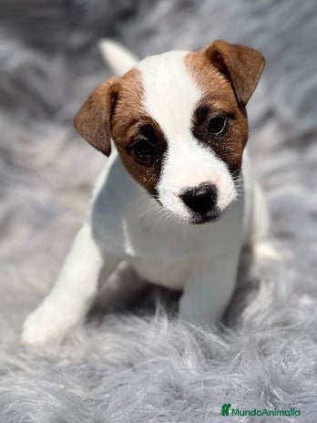 Jack Russell Terrier perros en Barcelona - Anuncio 3