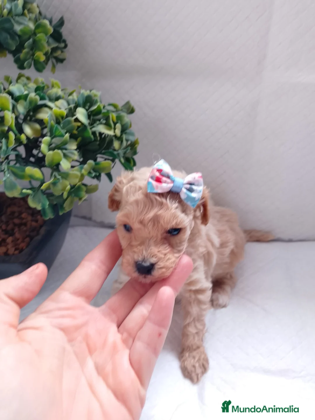 Maltipoo perros en venta: Maltipoo macho  - Anuncio 5