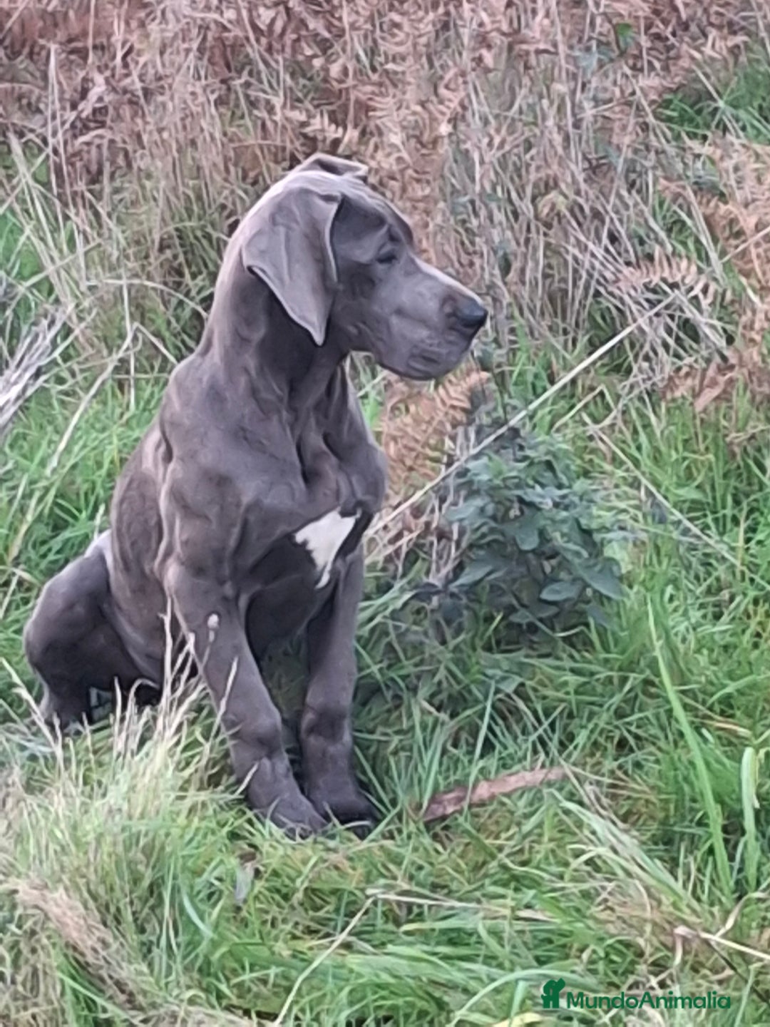 Dogo Alemán perros en venta: Hembra Dogo Alemán  - Anuncio 5