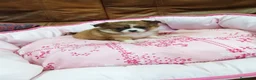 Chihuahua perros en venta: CHIHUAHUA TOY  - Anuncio 10