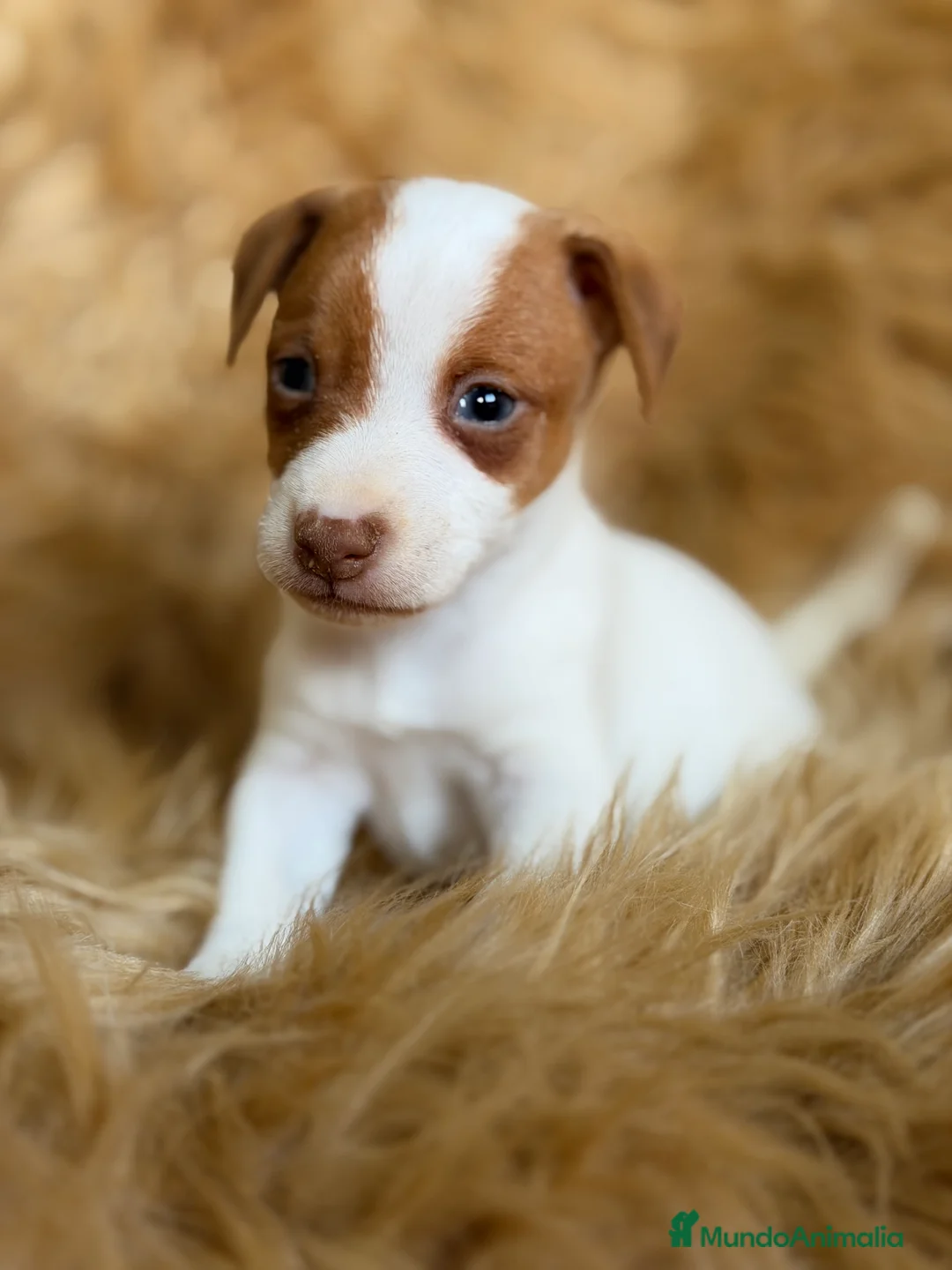 Jack Russell Terrier perros en venta: Jack Russell bicolor  - Anuncio 2