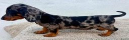 Teckel Miniatura perros en venta: Teckel kaninchen arlequín merle blue - Anuncio 5
