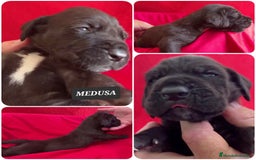 Dogo Alemán perros en venta: Cachorros bebes - Imagen 5
