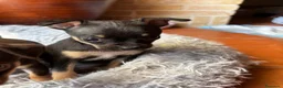 Chihuahua perros en venta: Camada de chihuahuas  - Anuncio 2