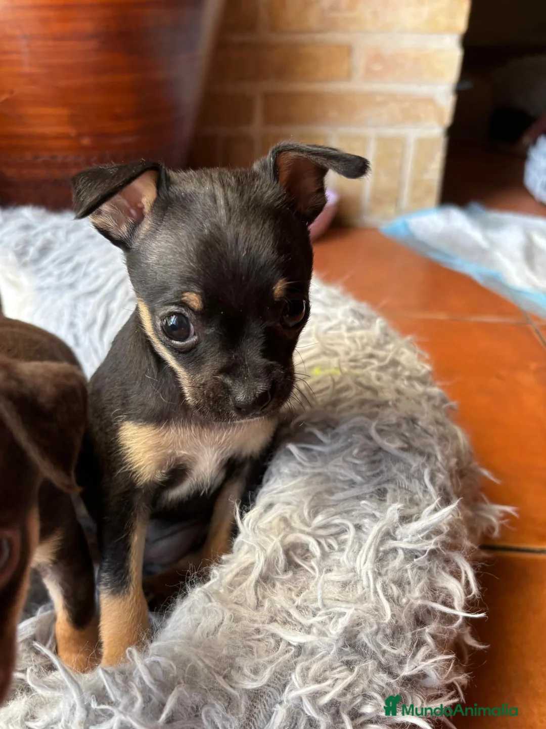 Chihuahua perros en venta: Camada de chihuahuas  - Anuncio 2