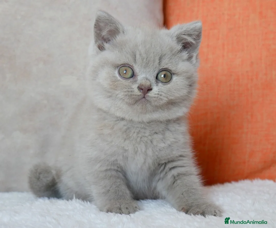 Británico de Pelo Corto gatos en venta: Camada British Shorthair disponibles – Barcelona - Anuncio 1