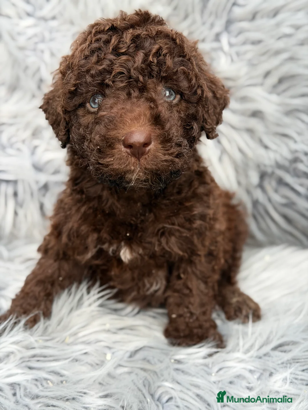 Perro de Agua Español perros en venta: Pdae chocolate ojos azules   - Anuncio 1