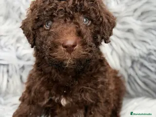 Perro de Agua Español perros Pdae chocolate ojos azules - Anuncio 2