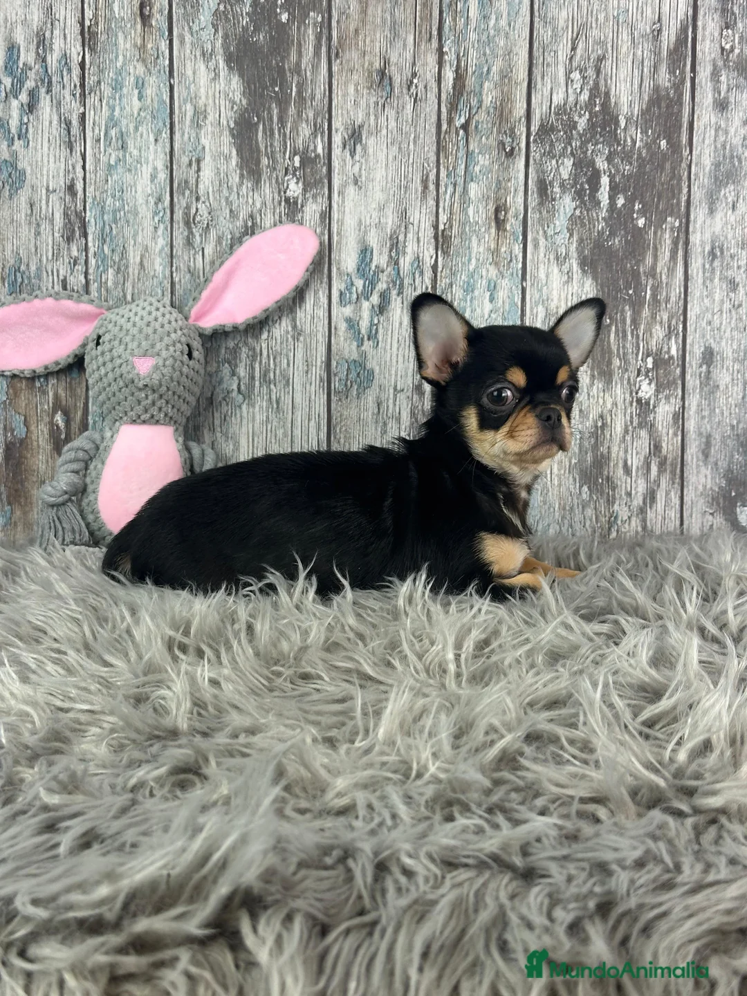 Chihuahua perros en venta: Precioso Chihuahua Mini  - Anuncio 2