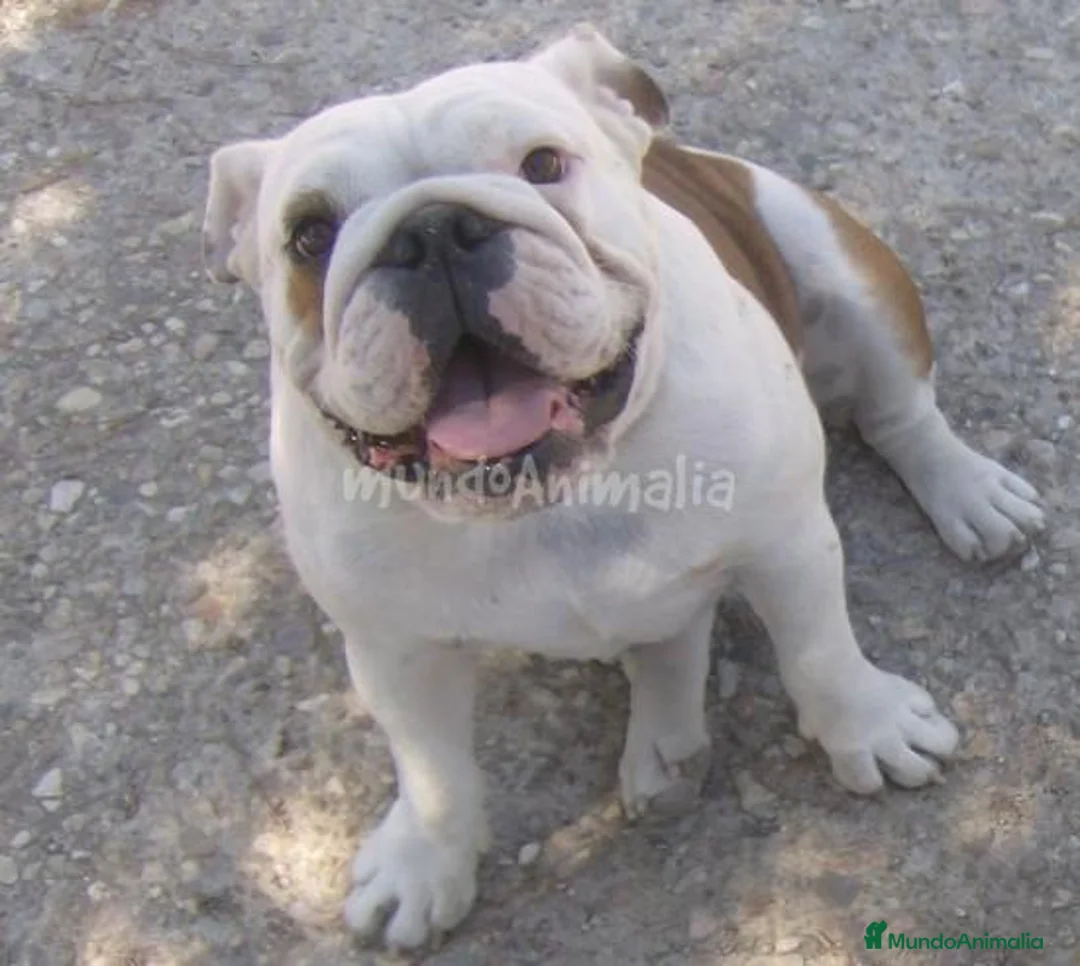 Imagen de galería {{count}}