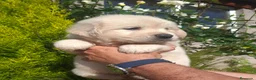 Golden Retriever perros en venta: GOLDEN RETRIEVER - Anuncio 5