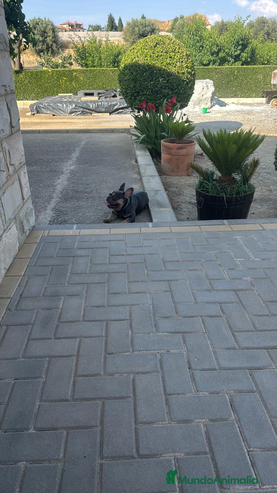 Bulldog Francés perros para monta:  🔥 BULLDOG FRANCÉS MACHO PARA MONTAS - Anuncio 6