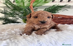 Caniche Toy perros en venta: CANICHE TOY - Imagen 2