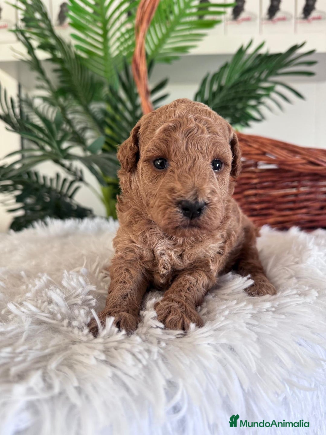 Caniche Toy perros en venta: CANICHE TOY - Imagen 2