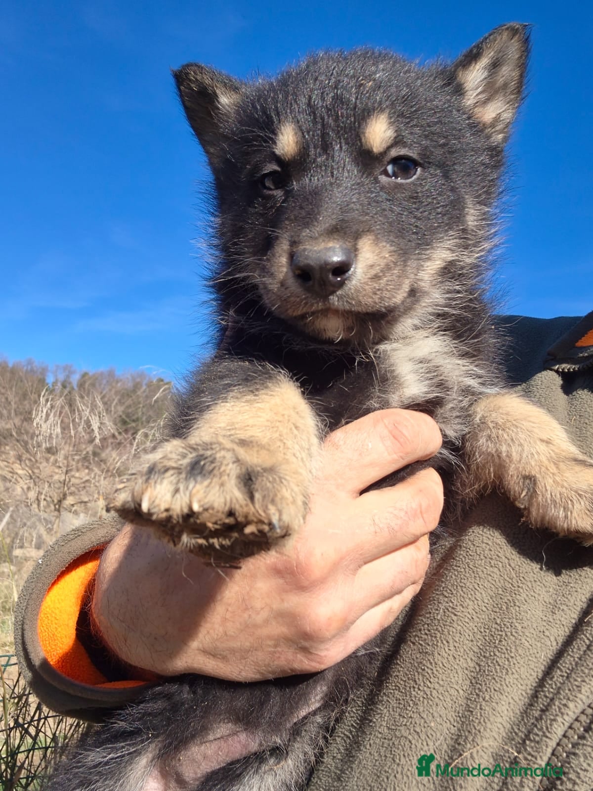 Perro Lobo Checoslovaco perros Perro Lobo ibérico 25% línea  de Mallorca - Anuncio 2