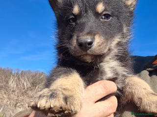 Perro Lobo Checoslovaco perros Perro Lobo ibérico 25% línea de Mallorca - Anuncio 3