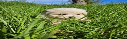 Bichón Maltés perros en venta: Bichon maltés precio real - Anuncio 2