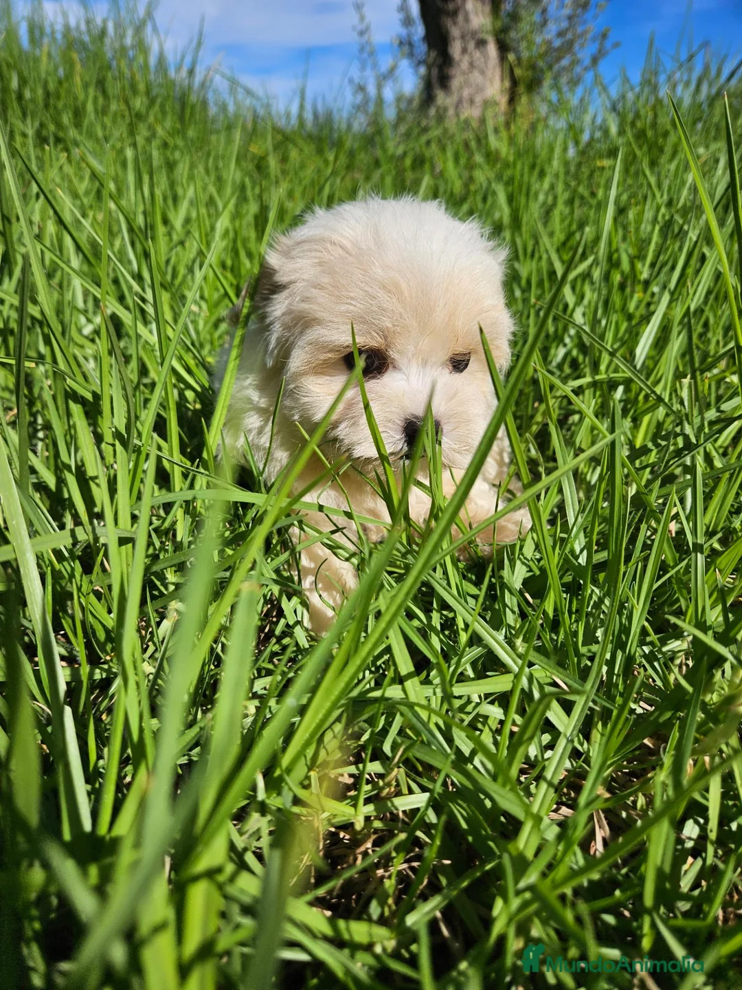 Bichón Maltés perros en venta: Bichon maltés precio real - Anuncio 2