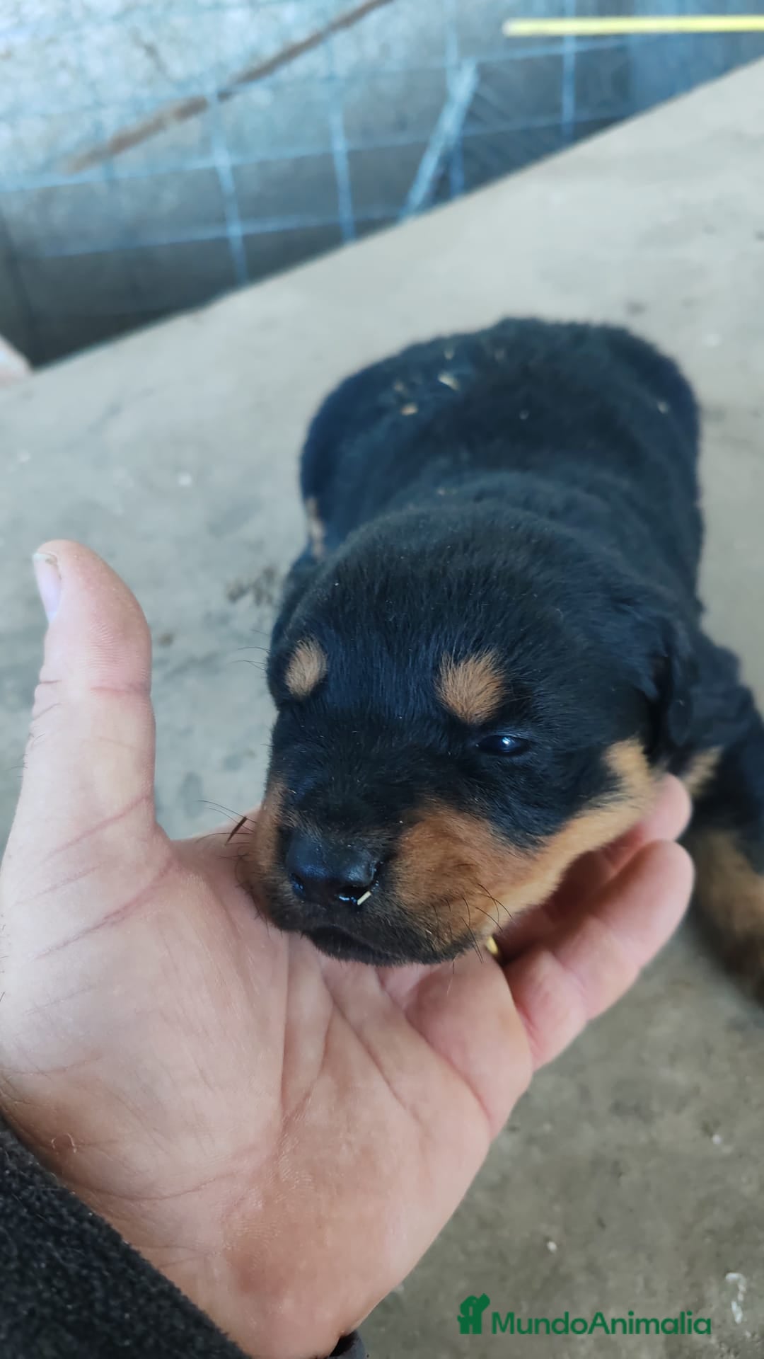 Rottweiler perros Camada de Rottwailer en Toledo - Anuncio 24
