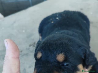 Rottweiler perros Camada de Rottwailer en Toledo - Anuncio 33